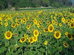 Kami akhirnya berhenti juga karena ga tahan sama matahari yang begitu terik dan menyengat. Waktu Terbaik Di Bulan Desember S D Januari Ulasan Sunflower Field Khok Samrong Thailand Tripadvisor