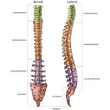 Uber Die Wirbelsaule Gemeinschaftspraxis Fur Neurochirurgie