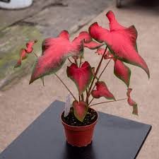 Image result for Caladium