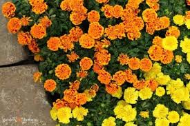 In addition to helping control nematodes, marigold flowers attract beneficial insects that not only pollinate, but also help control bad bugs. Marigolds Planted For Pest Control Naturalpestcontrol Garden Pests Garden Pest Control Plants