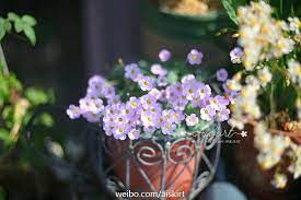 pin by a m b e r 水水on 花flower plants
