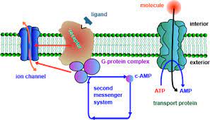 We did not find results for: Download Hd Types Of Membrane Protein 3 Types Of Proteins In Cell Membrane Transparent Png Image Nicepng Com