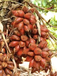 Fruit & fruit trees all categories deals alexa skills amazon devices amazon fashion amazon fresh amazon pantry appliances apps & games baby beauty books car & motorbike clothing & accessories collectibles computers. Snake Fruit Palm Tree Salacca Zalacca Urban Tropicals