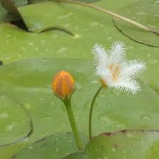 Image result for Menyanthaceae