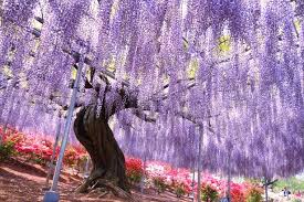 日本旅遊 精選日本5大紫藤花賞花勝地 japan asia bucket list