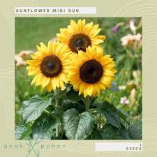 Lihat ide lainnya tentang bunga matahari, bunga, matahari. Benih Bibit Biji Sunflower Mini Sun Bunga Matahari Seeds Import Lazada Indonesia