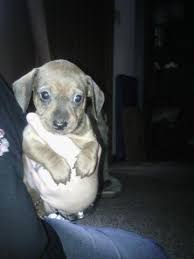 Check spelling or type a new query. Ckc Miniature Dachshunds For Sale In Fayetteville North Carolina Classified Americanlisted Com
