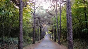 It is named after the thousands of serbs who were deported fr. Jamal Khashoggi Case Turkish Police Search Forest Bbc News