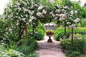 Listen to ramblerrose | soundcloud is an audio platform that lets you listen to what you love and share the sounds you create. Ramblerrosen Pflanzen Pflege Und Tipps Mein Schoner Garten