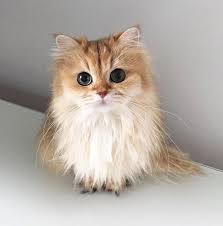 8 week old ball of fluff kittens from siberian mum. Little Fluffy Marshmallow Aww