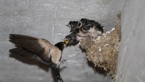 S'informer pour comprendre un journalisme basé sur les faits, proche des populations dialoguer pour s'entendre des programmes qui permettent à tous de s'exprimer et d'agir Le Recensement Des Hirondelles A Commence Dans L Yonne