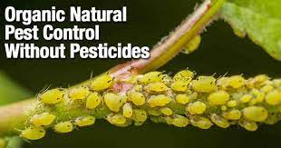 Soap products have been used for centuries to kill insects on plants. Neem Oil Insecticide Natural Pesticide For Plants