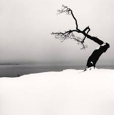 Beautiful Black And White Tree Pictures Beautiful Black And White Photos Of A Sideways Japanese Tree By Michael Kenna Black And White Landscape Japanese Tree Black And White