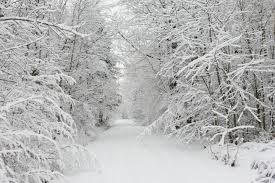 Check spelling or type a new query. Beautiful Snow Fall Over Trees Pics