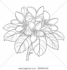 Plumeria flowers drawing and sketch with linear art premium vector 12 months ago. Orasnap Drawing Plumeria Flower Outline