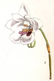 Image result for Stolzia kalkhof-roseae