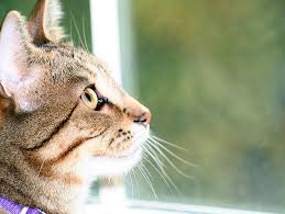 What about the calories in cat food? 6 Reasons You Might Let Your Cat Out And Why Not To Petfinder