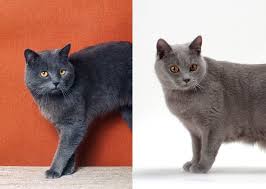 Chartreux cat nebelung blue cats grey cats purebred cats cats musical cats for sale tier fotos beautiful cats. 10 Look Alike Cat Breeds And How To Tell Them Apart