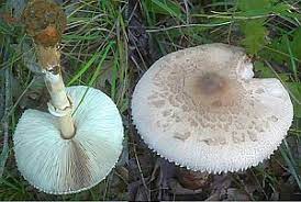 Der blickfang im garten und auf der terrasse. Pilzsuche Pilze Bestimmen Mit Der Pilzsuchmaschine Nach Makroskopischen Merkmalen Finde Hier Deinen Pilz