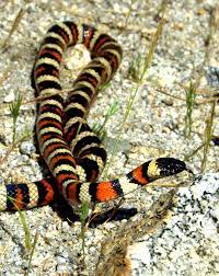 Coast Mountain Kingsnake Lampropeltis Zonata Multicincta Hetch Hetchy Reservoir Ca California Mountains Reptiles Reptiles And Amphibians
