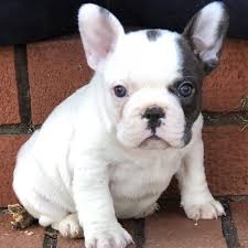 Find french bulldog puppies and breeders in your area and helpful french bulldog information. French Bulldog Puppies For Sale Ireland Pets Lovers