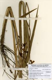 Image result for Eulophia caricifolia