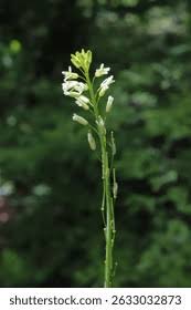 Image result for Turritis