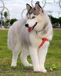 Husky Siberian 1 Anjing Cantik Anak Anjing Husky Ras Anjing
