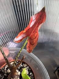 Image result for Pilea johnstonii