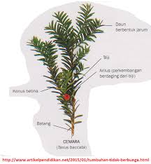 Live worksheets > malay > sains > tumbuhan > tumbuhan berbunga dan tidak berbunga. Mengenal Dan Mempelajari Tumbuhan Tidak Berbunga 2