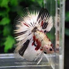 Unboxing cupang fccp dan yellow fancy murah tapi gak murahan. Fancy Copper Halfmoon Male Ukuran Ikan Cupang Informasi Facebook