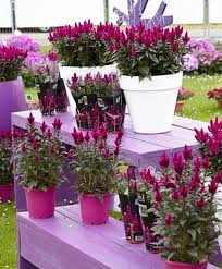 Check spelling or type a new query. Deep Purple Celosia Caracas Care