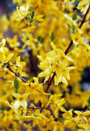 Forsythias have several outstanding details. Spring Yellow Flowers Forsythia Plant Background Yellow Plants Bushes And Shrubs Flowering Trees