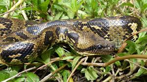 Image result for Burmannia madagascariensis