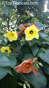 Image result for Hibiscus tiliaceus