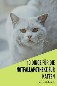 pin auf tiere hunde katzen und co 10 dingen die du wissen solltest