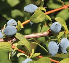 Image result for Lonicera confusa