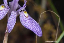 Image result for Moraea simulans