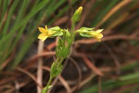 Image result for Exochaenium