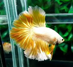 Ohm Male Super Gold Rose Tail Betta Fish Halfmoon Betta Betta