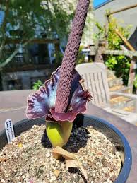 Image result for Amorphophallus