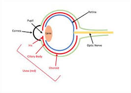 Avoid foods that trigger or worsen diarrhea. Causes Of Blindness In Dogs And Cats Veterinary Partner Vin
