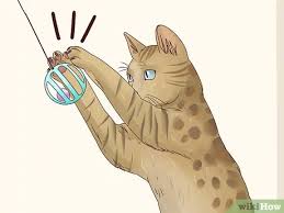 History, size, personality, diet, care, socializing with other animals & children, training, and adoption. How To Identify A Bengal Cat 9 Steps With Pictures Wikihow