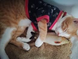 Opening times for cat groomers near your location. Pet Grooming In Manila With Best Prices On Petbacker