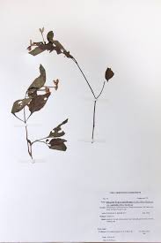 Image result for Ruspolia australis