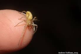 Image result for yellow sac spider bite skin