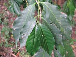 Image result for Casearia battiscombei