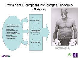 Theories Of Aging Theories Of Aging Genetic Mutation Aging