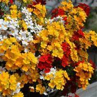 Image result for Nemesia lilacina