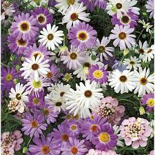 1 Pint Multicolor Brachyscome In Pot L01295 At Lowes Com Winter Plants Fall Plants Spring Plants